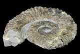 Aegocrioceras Ammonite - Germany #139140-1